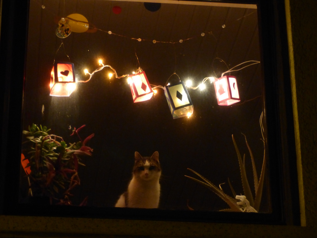 Laternenfenster mit Katze